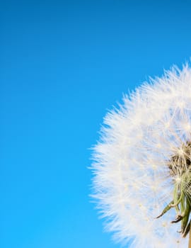 Dandelions with seeds on blue sky background