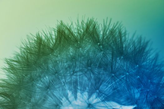 Dandelion seeds in blue and green