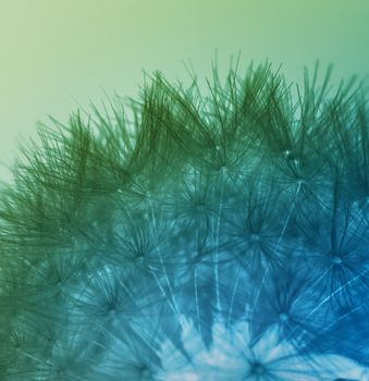 Dandelion seeds in blue and green