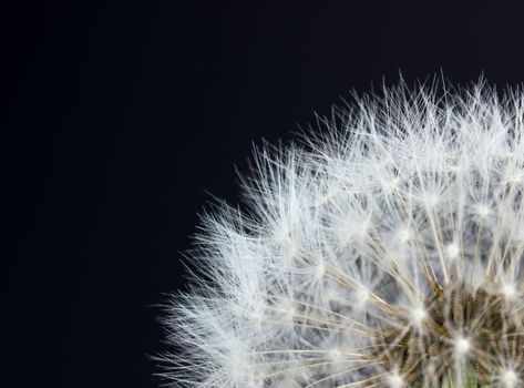 Closeup view of dandelion seeds on black background