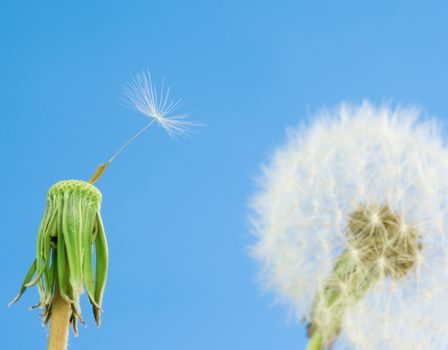 Dandelions with seeds on blue sky background