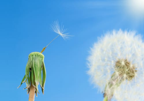 Dandelions with seeds on blue sky background