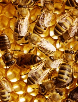 Working bees on honeycomb