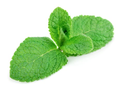 Mint leaves isolated on white