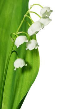 Spring flowers: lily-of-the-valley isolated on white background