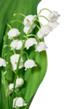 Spring flowers: lily-of-the-valley isolated on white