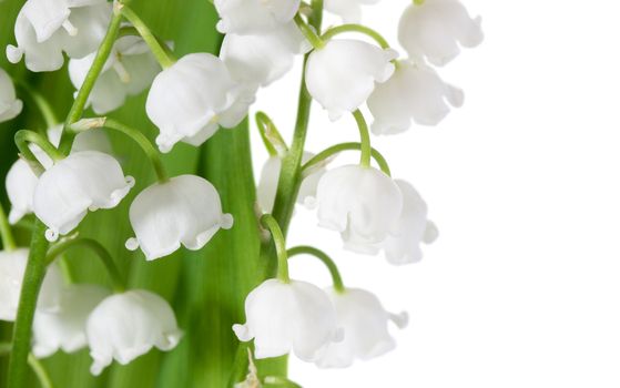Spring flowers: lily-of-the-valley isolated on white