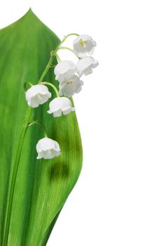 Lily of the valley isolated on white