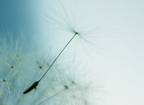 Extreme close up view of dandelion flower with seed