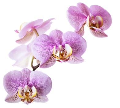 Pink orchid isolated on white background