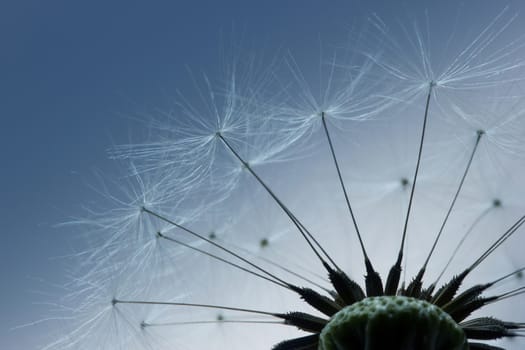 Macro of dandelion seeds, abstract