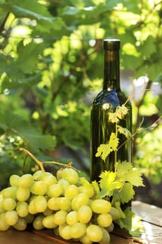 White wine bottle and bunch of grapes against green spring background 