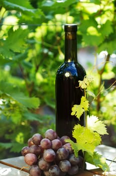 Red wine bottle with grape on green vines background
