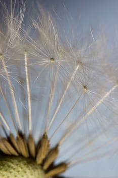 Macro of dandelion seeds, abstract