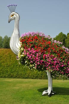 Dubai Miracle Garden in the UAE. It has over 45 million flowers.