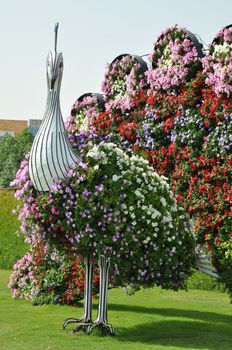 Dubai Miracle Garden in the UAE. It has over 45 million flowers.