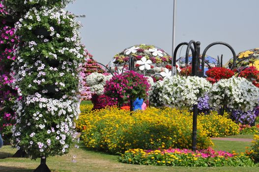 Dubai Miracle Garden in the UAE. It has over 45 million flowers.