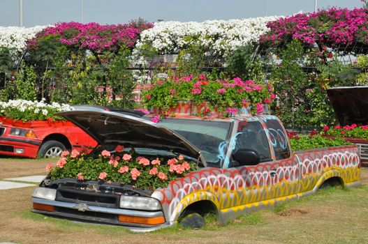 Dubai Miracle Garden in the UAE. It has over 45 million flowers.