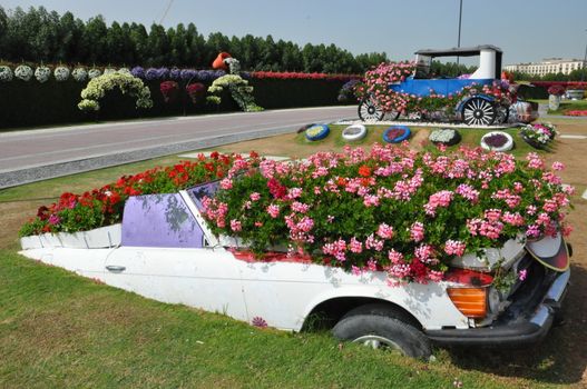 Dubai Miracle Garden in the UAE. It has over 45 million flowers.