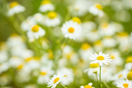 Close up view of camomiles field, summer background