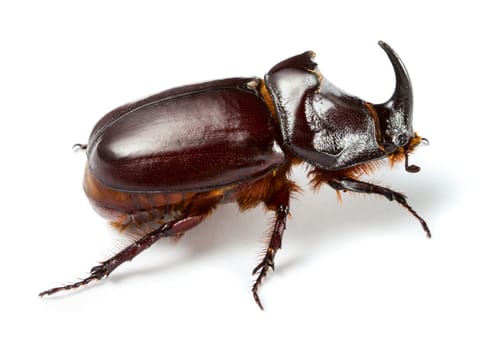 Rhinoceros beetle isolated on white