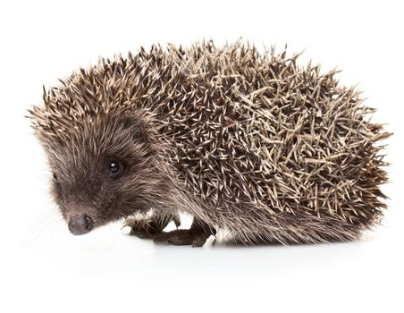 Little hedgehog isolated on white background