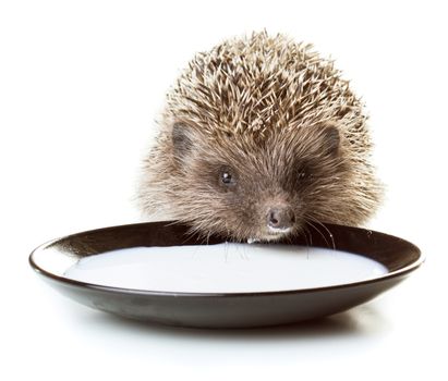 Small grey prickly hedgehog gathering to drink milk from the plate
