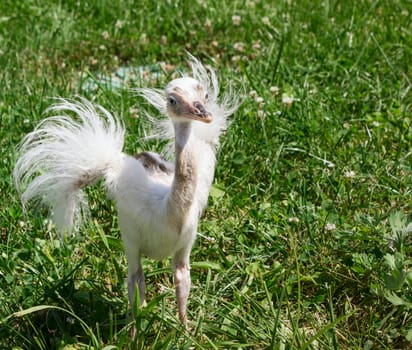 Ostrich baby on green grass background