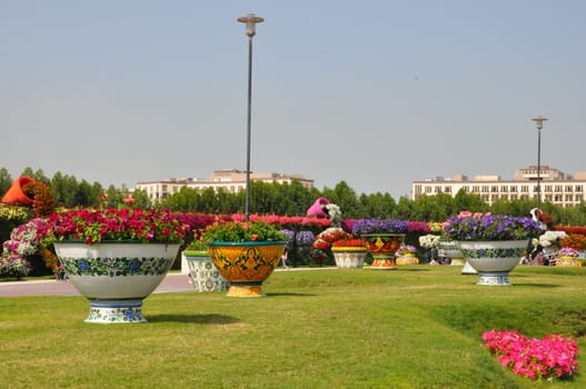 Dubai Miracle Garden in the UAE. It has over 45 million flowers.