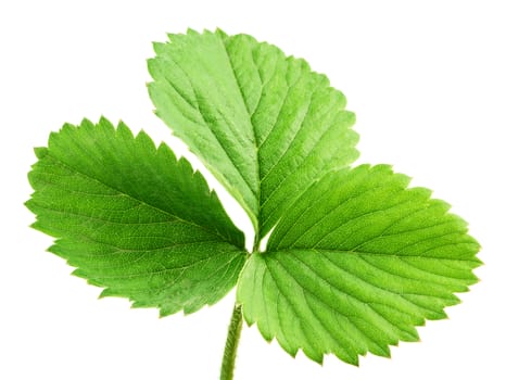Strawberry leaf isolated on white background