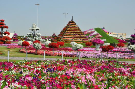 Dubai Miracle Garden in the UAE. It has over 45 million flowers.