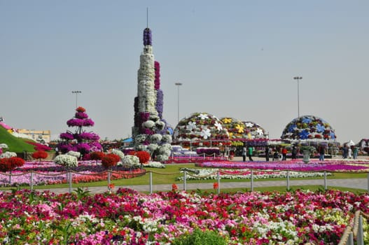 Dubai Miracle Garden in the UAE. It has over 45 million flowers.