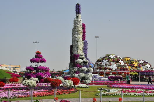 Dubai Miracle Garden in the UAE. It has over 45 million flowers.