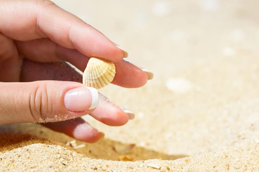 Sea shell in the woman hand