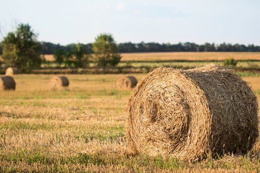 Harvest: Straw bales on farmland