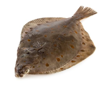 Turbot fish isolated on white background