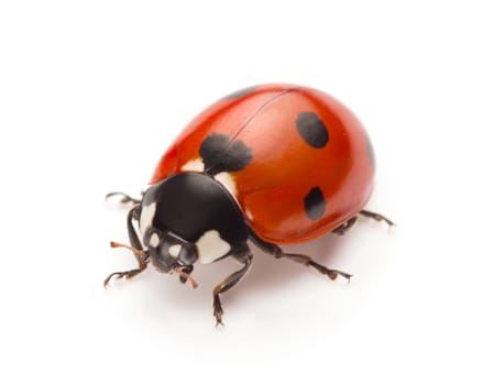 Ladybug isolated on white background