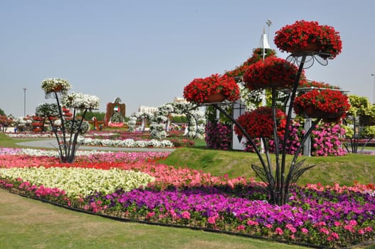 Dubai Miracle Garden in the UAE. It has over 45 million flowers.