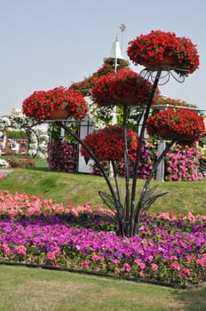 Dubai Miracle Garden in the UAE. It has over 45 million flowers.