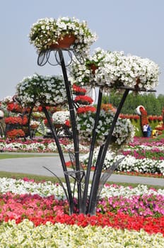 Dubai Miracle Garden in the UAE. It has over 45 million flowers.