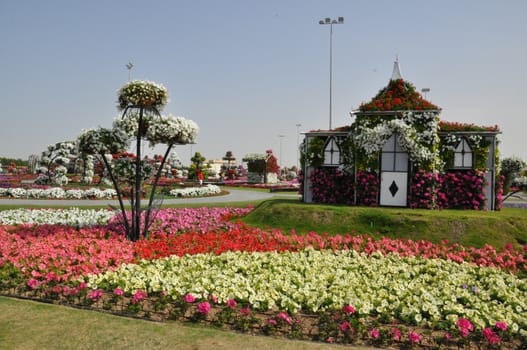 Dubai Miracle Garden in the UAE. It has over 45 million flowers.