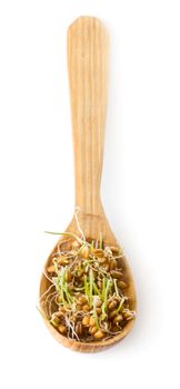 Grain sprouted wheat in wooden spoon isolated on white background, healthy food