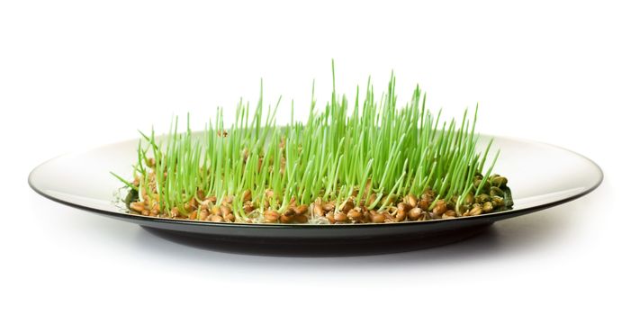 Wheat seeds with green sprouts on plate over white background