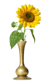 Sunflower in vase isolated on white background