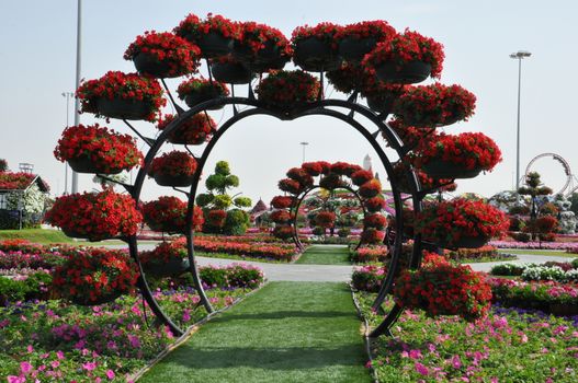 Dubai Miracle Garden in the UAE. It has over 45 million flowers.