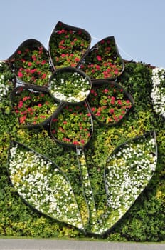 Dubai Miracle Garden in the UAE. It has over 45 million flowers.