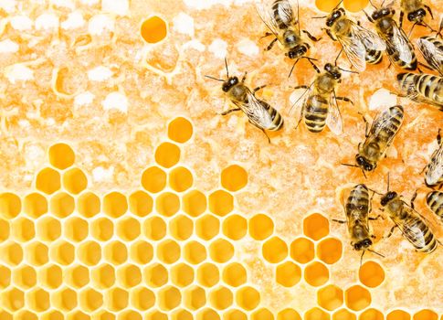 Working bees on honeycomb