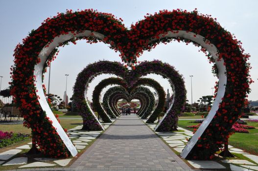 Dubai Miracle Garden in the UAE. It has over 45 million flowers.