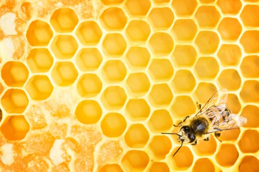 Working bee on honeycomb