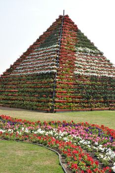 Dubai Miracle Garden in the UAE. It has over 45 million flowers.